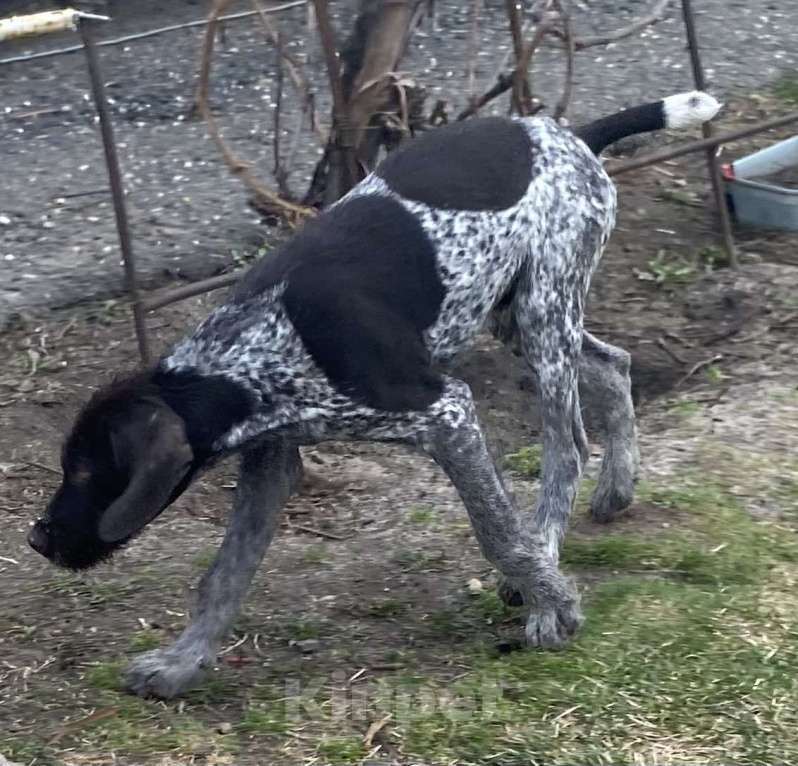 Собаки в Соли-Илецке: Продаётся последний щенок. Мальчик, 45 000 руб. - фото 6