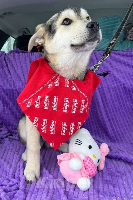 Собаки в Москве: Щенок метиса лайки некрупный ищет дом Девочка, Бесплатно - фото 3