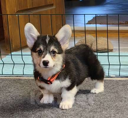 Собаки в Москве: Мальчик 3 мес. Вельш Корги Пемброк Мальчик, 40 000 руб. - фото 4