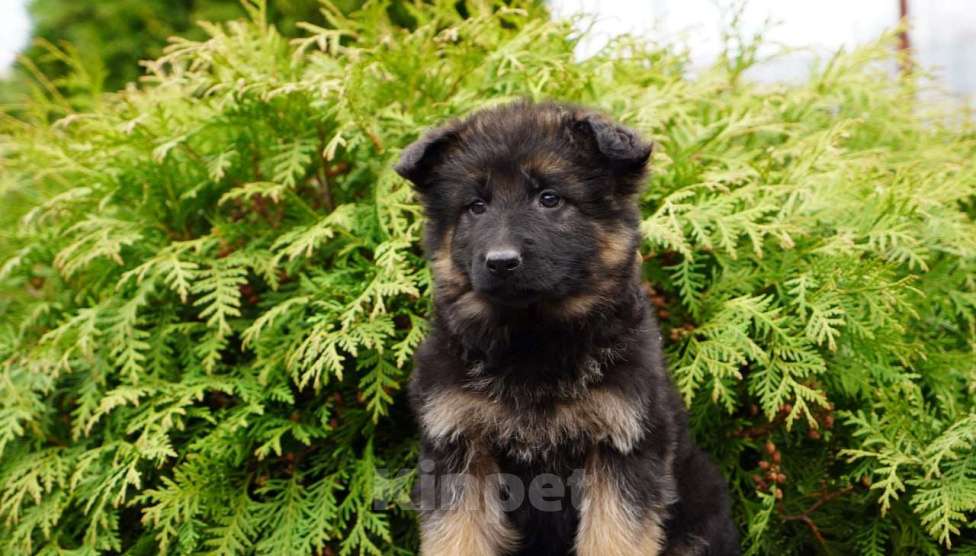 Собаки в Москве: Немецкая овчарка щенок девочка дш Девочка, 50 000 руб. - фото 4