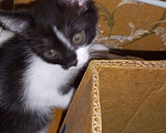 Кошки в Новочеркасске: Отдам котят бесплатно Девочка, Бесплатно - фото 7