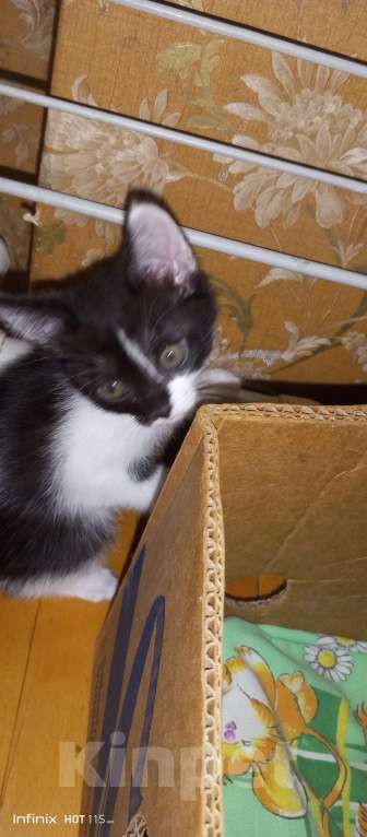 Кошки в Новочеркасске: Отдам котят бесплатно Девочка, Бесплатно - фото 7