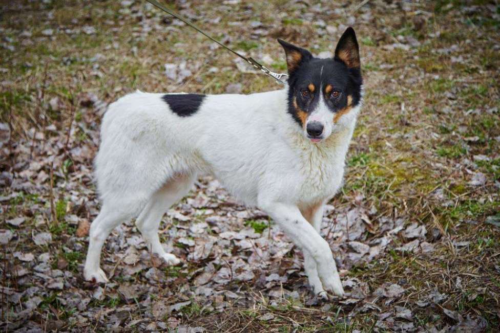 Собаки в Москве: Флора Девочка, Бесплатно - фото 2
