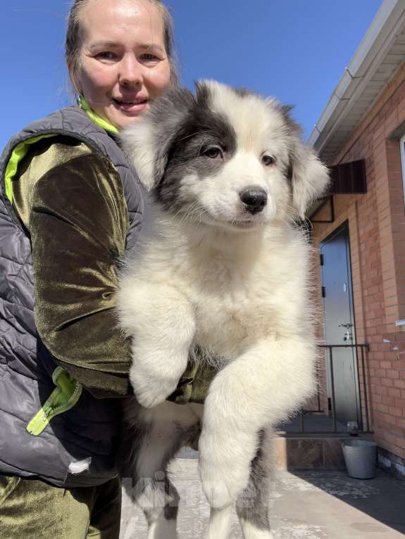 Собаки в Ростове-на-Дону: Щенок Девочка, 50 000 руб. - фото 1