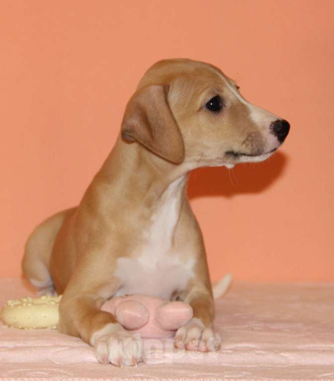 Собаки в Москве: Щенoк УИППЕTA oт пары шикaрных пopoдныx пpедставитeлeй Девочка, 100 000 руб. - фото 5