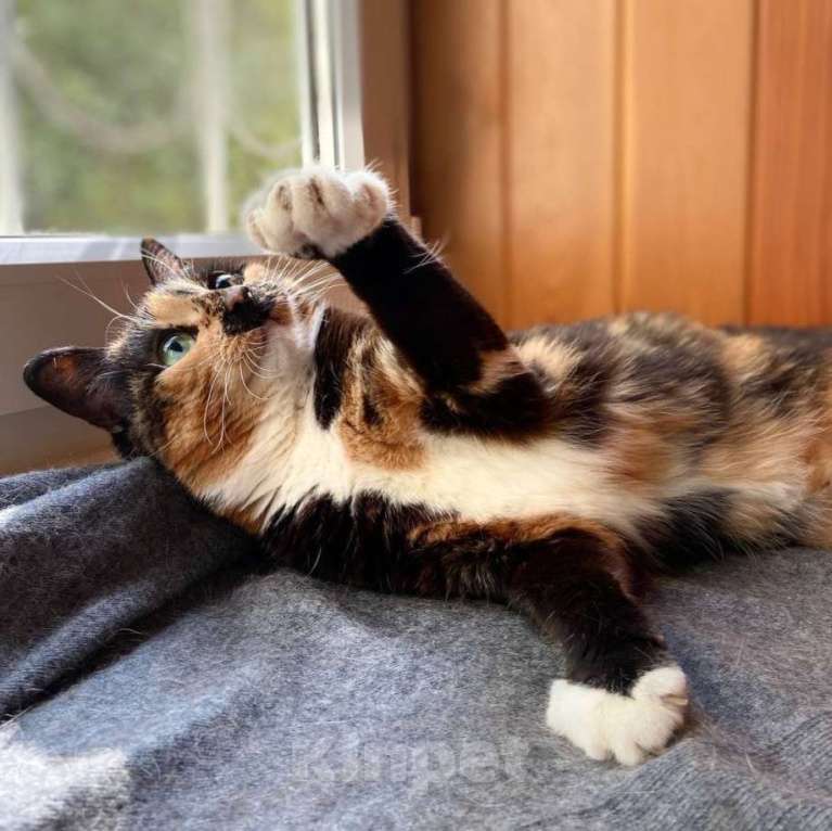 Кошки в Москве: Черепашка ищет дом Девочка, Бесплатно - фото 3