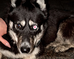 Собаки в Курске: Ищу хозяина  Мальчик, Бесплатно - фото 2