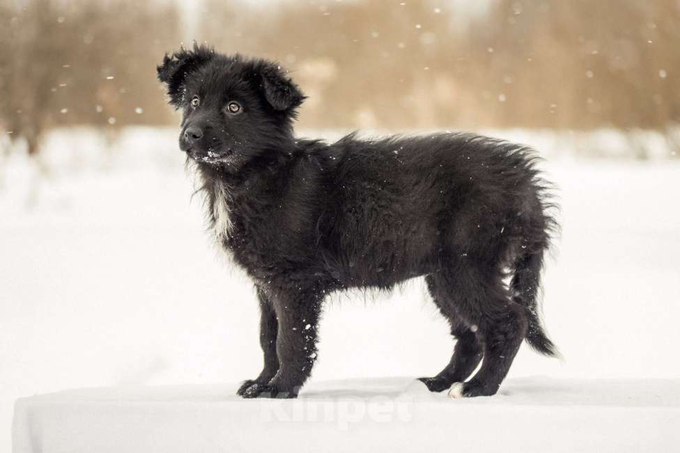 Собаки в других городах Московской области: Щенок в добрые руки Девочка, Бесплатно - фото 7