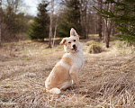 Собаки в Москве: Миниатюрная очаровательная блондинка (10 кг) Девочка, Бесплатно - фото 4