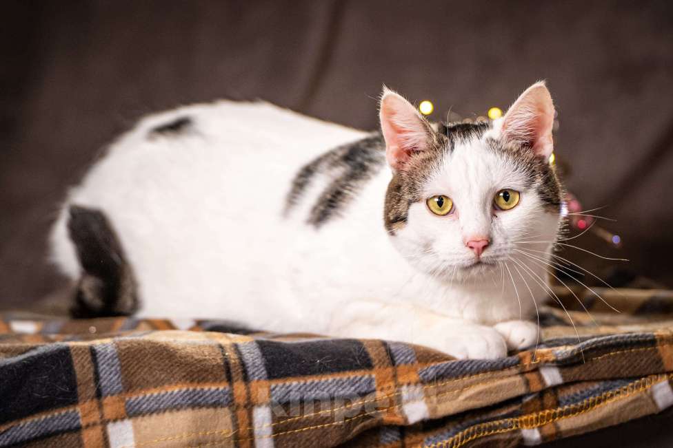 Кошки в Клине: Жорж - большой добряк Мальчик, Бесплатно - фото 3