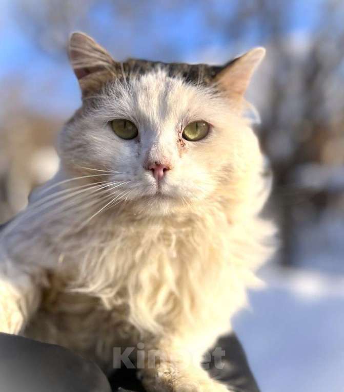 Кошки в Можайске: Марс кот настоящий. Такой же завораживающий, как планета, чьим именем он назван. Приносит удачу! Мальчик, Бесплатно - фото 1