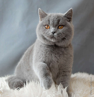 Объявление: Фирменный британские  щеки) Голубой британский кот. , 65 000 руб., Москва