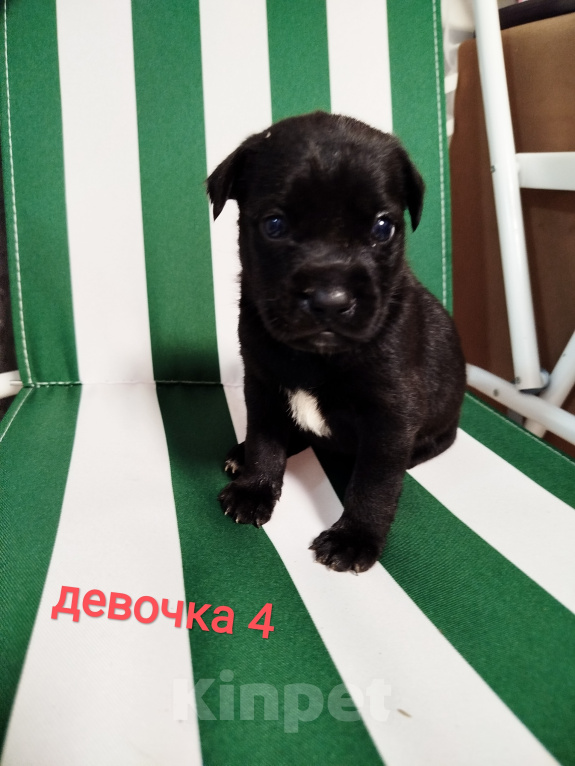 Собаки в Симферополе: Отдам щенков в добрые руки Девочка, Бесплатно - фото 2