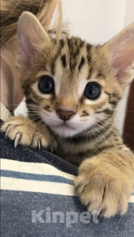 Кошки в Екатеринбурге: Внук Азиатского леопардового кота  Мальчик, 100 000 руб. - фото 2