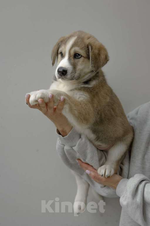 Собаки в Москве: Щенок Шалфей ищет дом Мальчик, Бесплатно - фото 1