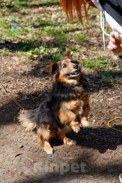 Собаки в других городах Московской области: Я Крош! ))) Мальчик, Бесплатно - фото 9