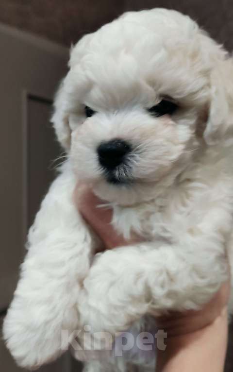 Собаки в Подольске: Щенки Бишон фризе Мальчик, Бесплатно - фото 2