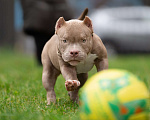 Собаки в Санкт-Петербурге: Американский Булли  Мальчик, Бесплатно - фото 3