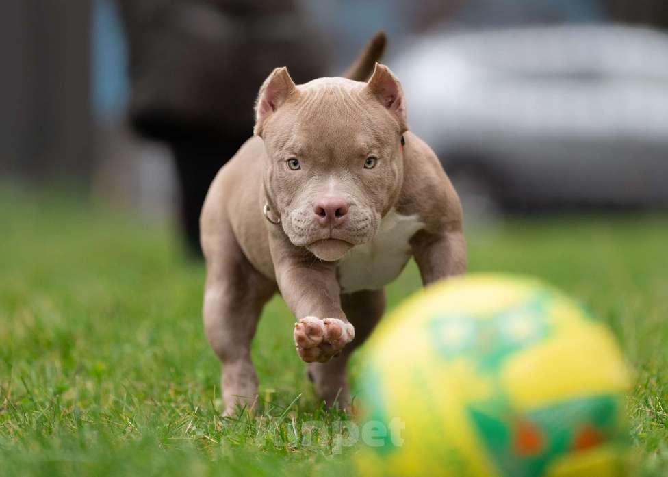 Собаки в Санкт-Петербурге: Американский Булли  Мальчик, Бесплатно - фото 3
