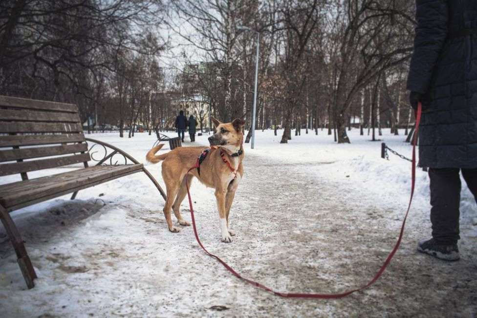 Собаки в Москве: Красотка Девочка, Бесплатно - фото 3