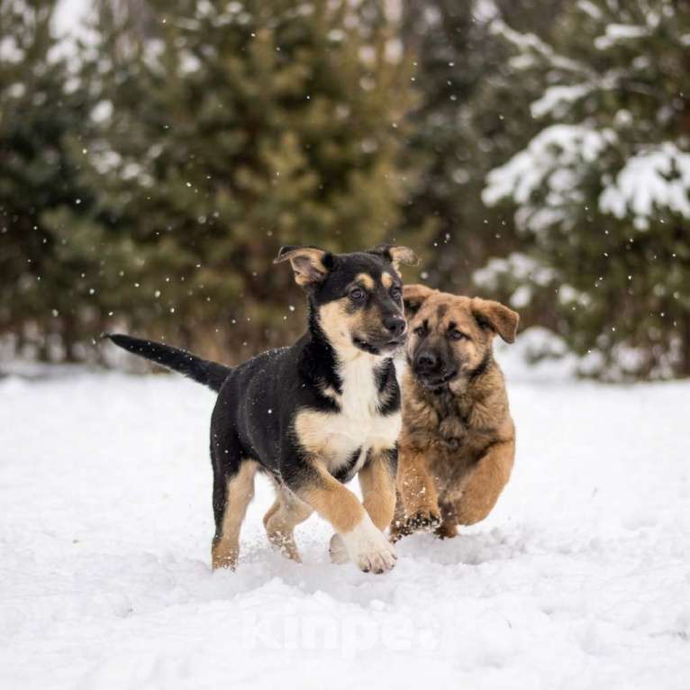 Собаки в Москве: щенок Ника в добрые руки Девочка, Бесплатно - фото 3