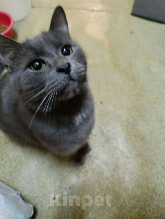 Кошки в Москве: Семён Семёныч  Мальчик, Бесплатно - фото 1