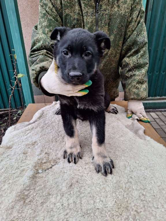 Собаки в других городах Московской области: Щенки  Мальчик, 45 000 руб. - фото 1