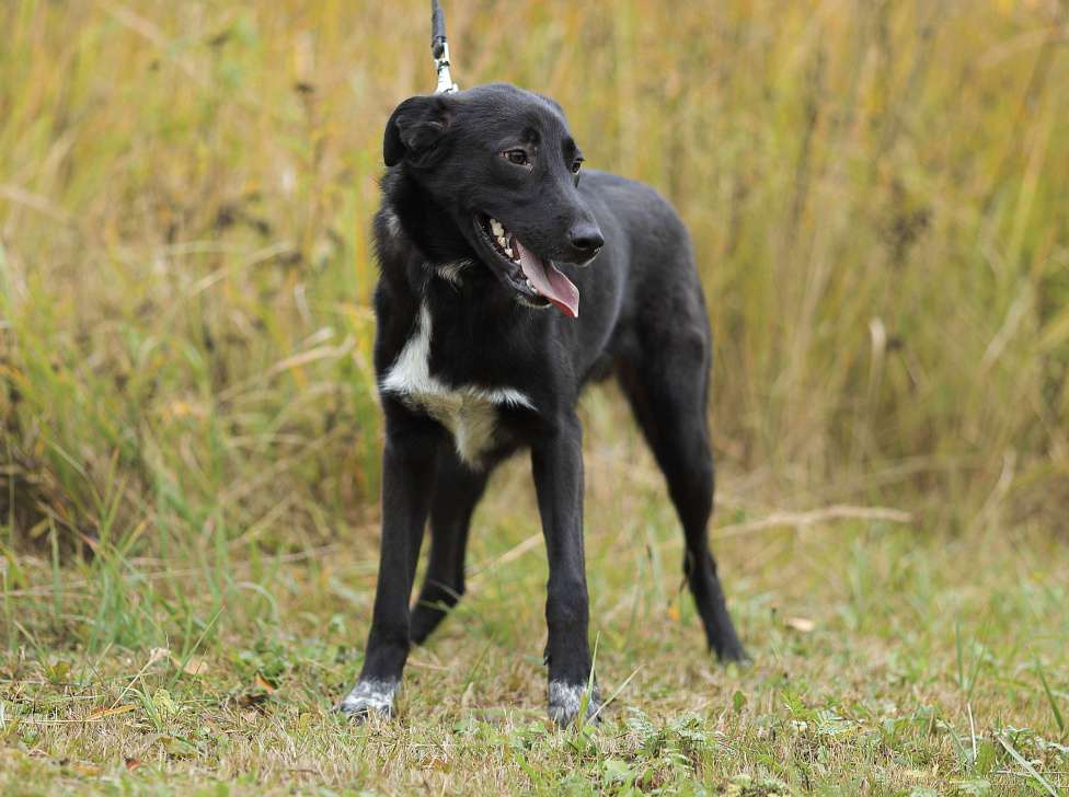 Собаки в Москве: Мишенька. Вырос в приюте, а отклика нет Мальчик, 1 руб. - фото 3