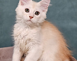 Кошки в Мытищах: Котенок Мейн-кун Мальчик, 50 000 руб. - фото 2