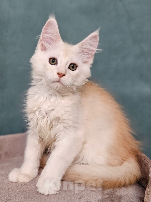 Кошки в Мытищах: Котенок Мейн-кун Мальчик, 50 000 руб. - фото 2