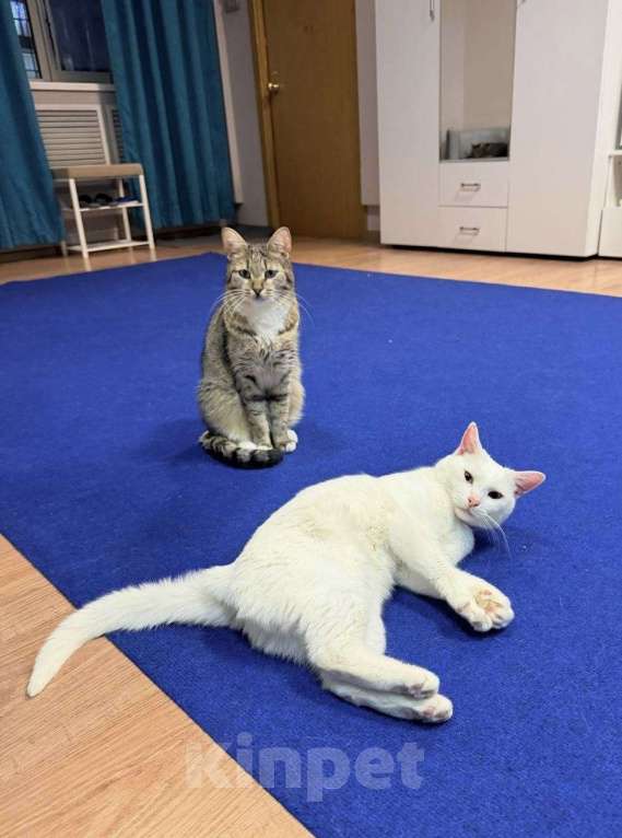 Кошки в Москве: Ищем заботливого, чуткого человека для Лисёны! Девочка, 734 руб. - фото 5