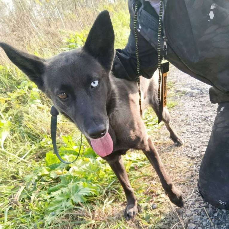 Собаки в Москве: Разноглазая собачка оказалась на стройке 🆘️ Срочный поиск дома Девочка, Бесплатно - фото 3