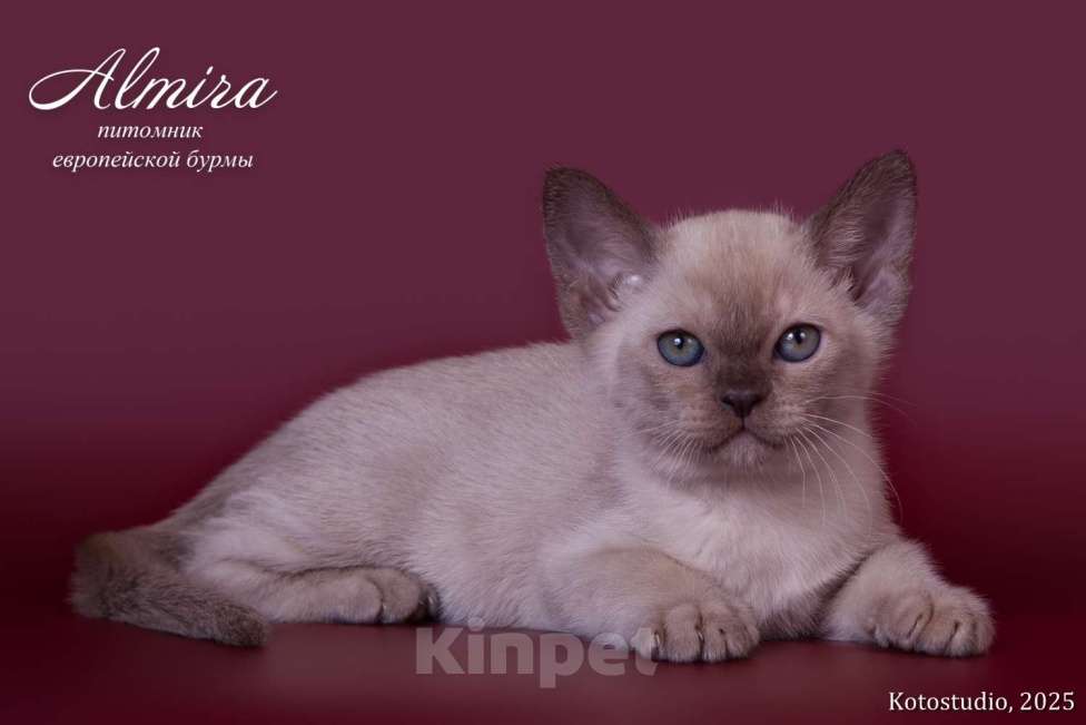 Кошки в Москве: Варвара Девочка, 70 000 руб. - фото 1