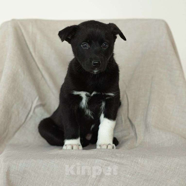Собаки в Апрелевке: Щеночки Якутской лайки в добрые руки! Девочка, Бесплатно - фото 7
