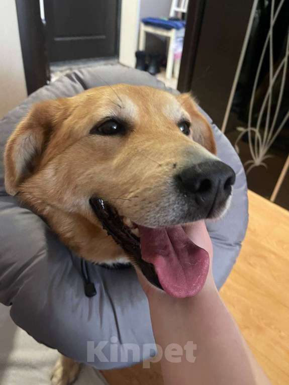 Собаки в Санкт-Петербурге: Даром в добрые руки Мальчик, Бесплатно - фото 2