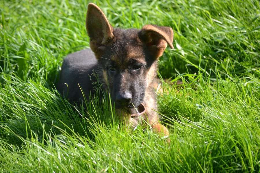 Собаки в других городах Московской области: Продается красивый мальчишка.  Мальчик, 40 000 руб. - фото 4