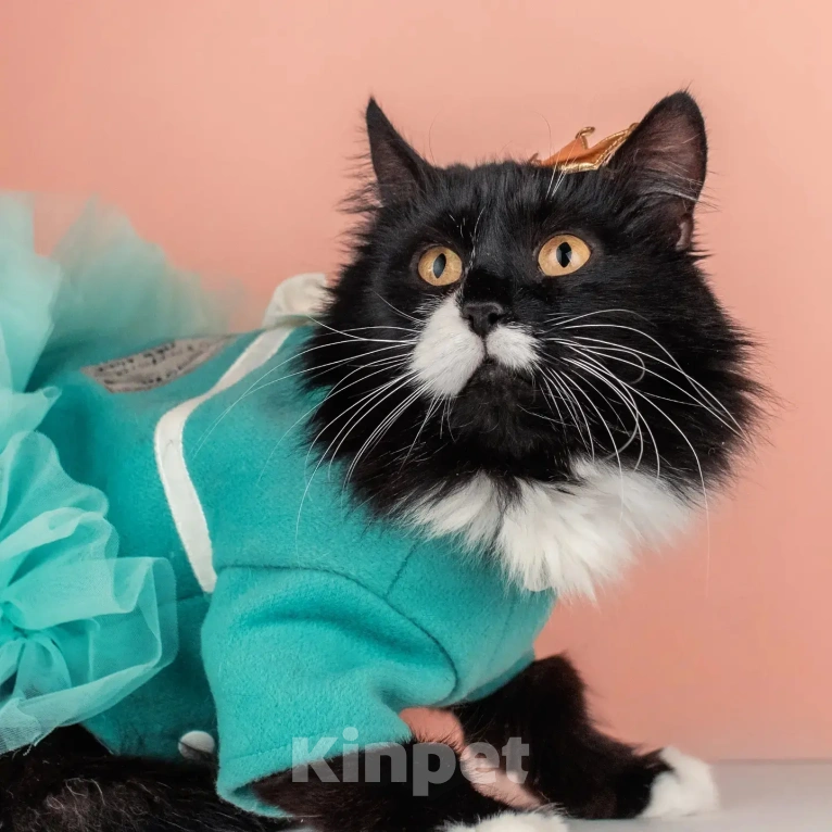 Кошки в Москве: Сногсшибательная красавица Матильда в дар Девочка, Бесплатно - фото 3