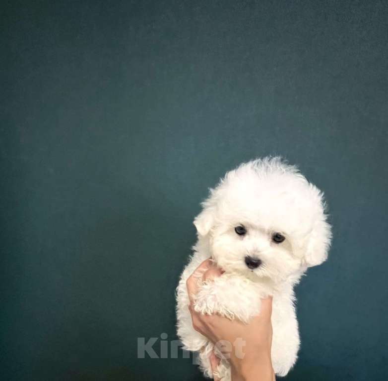 Собаки в Москве: Мини щенок бишон девочка Девочка, 150 000 руб. - фото 2
