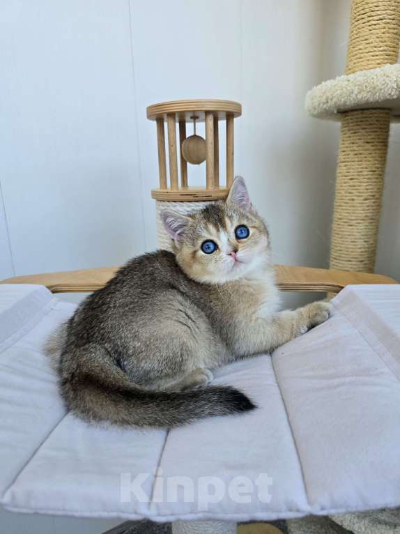 Кошки в Хабаровске: Британский котик с синими глазами Мальчик, 50 000 руб. - фото 5