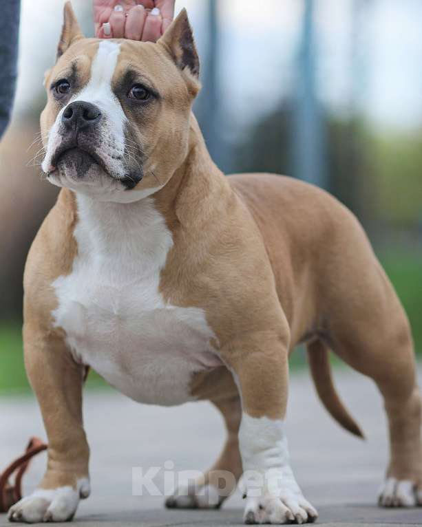 Собаки в Москве: Мальчик Амбулли покет Мальчик, 70 000 руб. - фото 2