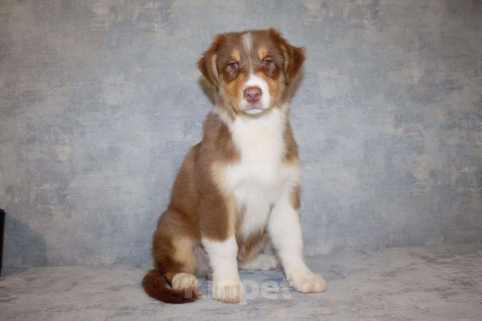 Собаки в других городах Московской области: Австралийская овчарка Мальчик, 50 000 руб. - фото 4