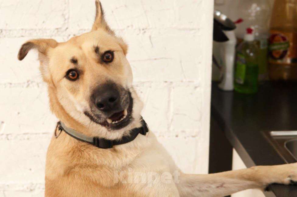 Собаки в Москве: Гайка Девочка, Бесплатно - фото 5