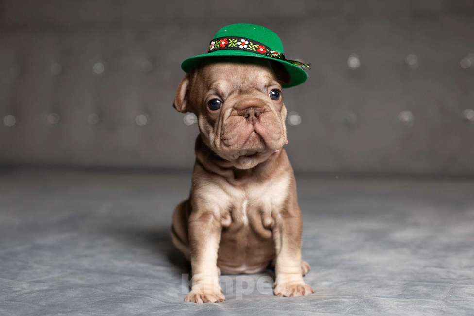 Собаки в Москве: Французский бульдог (бигроп), щенок Девочка, 170 000 руб. - фото 1