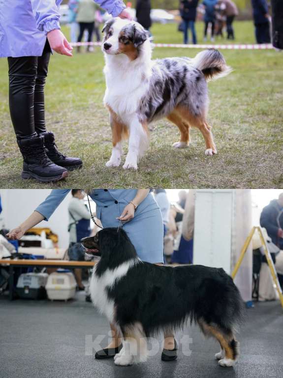 Собаки в Челябинске: Австралийская овчарка / кобель Мальчик, 65 000 руб. - фото 7