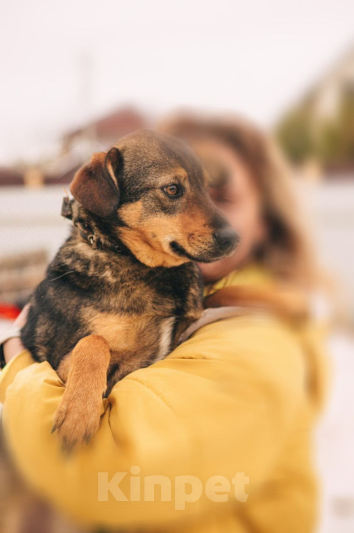 Собаки в Рязани: Небольшой коротколапый пёс Мальчик, Бесплатно - фото 3