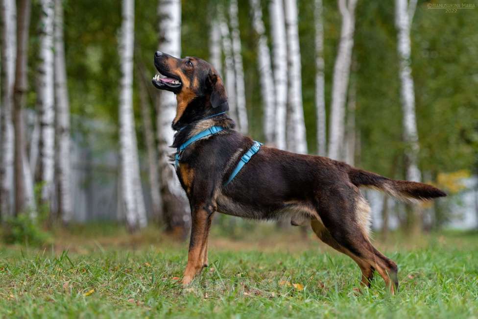 Собаки в Наро-Фоминске: Ласковый пес Мироша Мальчик, Бесплатно - фото 4