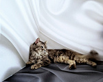 Кошки в Новосибирске: Котик манчкин нестандарт Мальчик, Бесплатно - фото 1