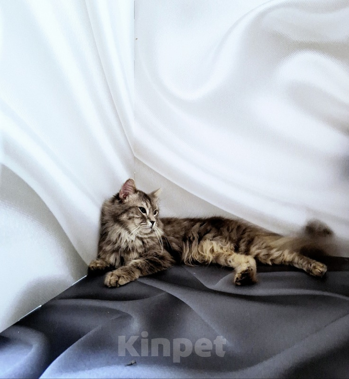 Кошки в Новосибирске: Котик манчкин нестандарт Мальчик, Бесплатно - фото 1