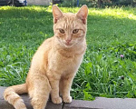 Кошки в Москве: Талисман на удачу. Рыжий котик ищет дом Мальчик, Бесплатно - фото 1