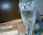 Кошки в Котово: Отдам кошку в добрые руки, Бесплатно - фото 2